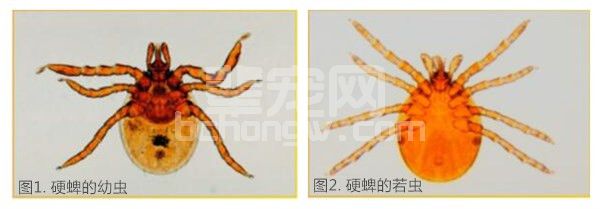 蜱虫：人与宠物健康的巨大威胁（一）