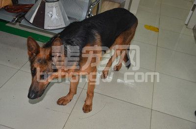 股骨颈延长术在犬髋关节脱臼整复中的应用