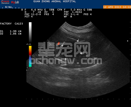一例犬免疫介导性血小板减少症（IMT）的诊治