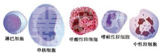 血液学检测基础知识和临床指标的意义（二）