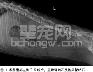 输尿管支架放置治疗猫的输尿管阻塞