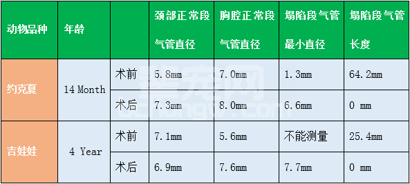 两例钛合金气管支架植入术的病例报告
