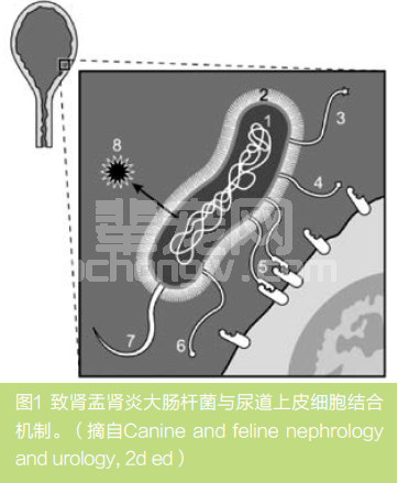 犬猫泌尿道感染的非抗生素治疗概述