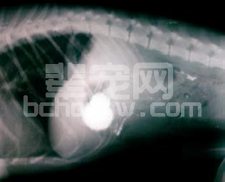 一例犬胃溃疡的内窥镜与组织病理学检查