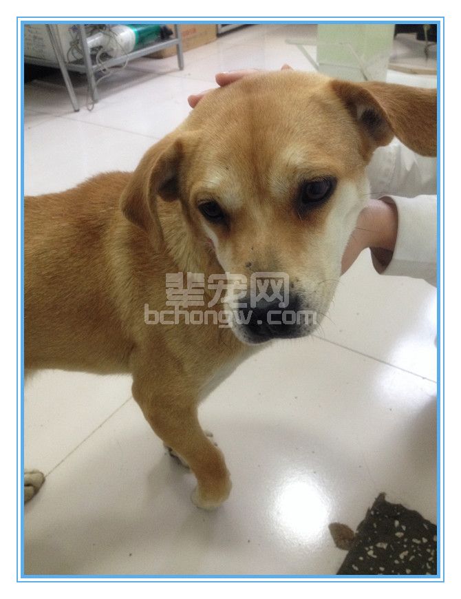 采用PRCL系统骨板治疗犬肱骨髁T-Y骨折