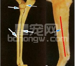 小型犬桡尺骨骨折两种内固定方法的比较