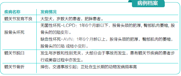 犬小切口股骨头及颈切除术及术后康复