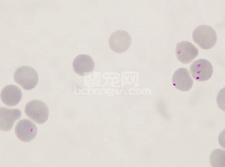 犬吉氏巴贝斯虫病例分析