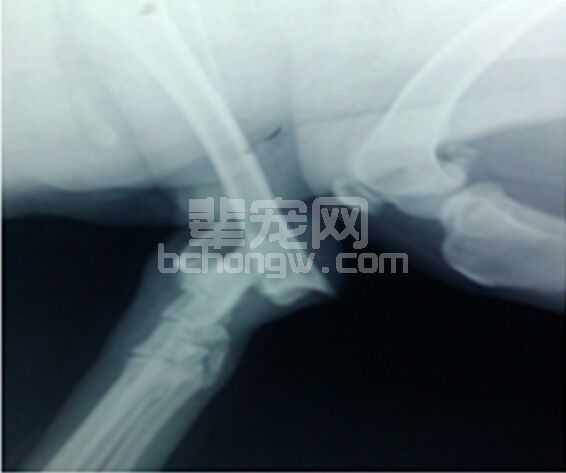 一例犬跗关节韧带损伤的治疗报告