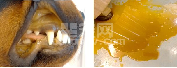一例犬脾脏脓肿的诊治报告
