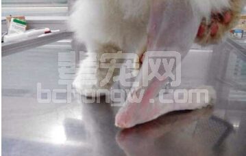 一例猫跟腱断裂的诊断与治疗