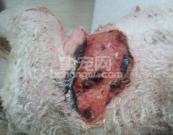 轴型皮瓣移位术治疗犬皮肤大面积缺损