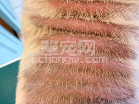 一例法国斗牛犬毛囊虫感染症的诊断和治疗