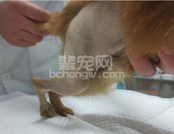 一例犬三级髌骨移位手术整复术