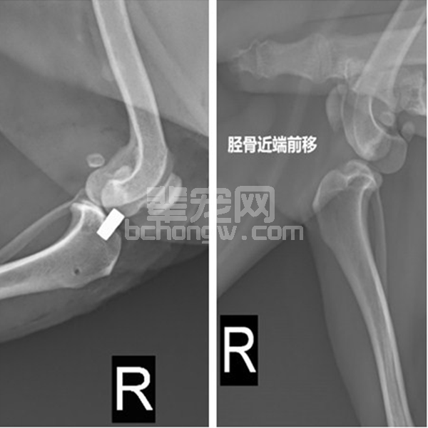 9例-犬前十字韧带断裂病例分析