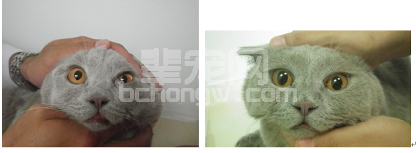 3例霍纳氏综合征（Horner’s syndrome）病例讨论