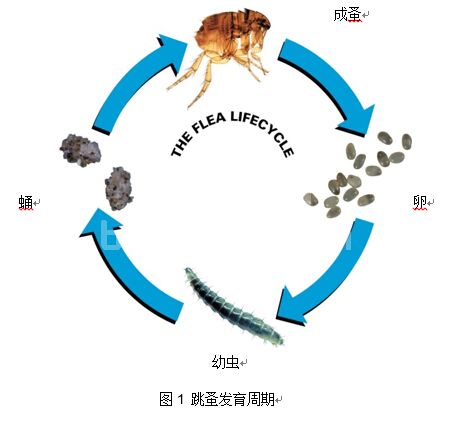 跳蚤过敏性皮炎
