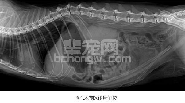腹膜透析联合膀胱内黏膜并置法植入输尿管治疗猫输尿管堵