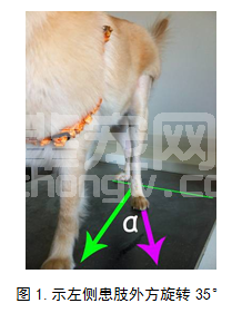 髌骨滑车置换联合胫骨楔形截骨治疗犬复发性髌骨脱位