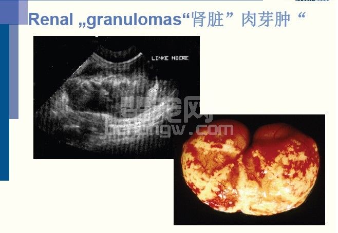 猫传染性腹膜炎——诊断问题