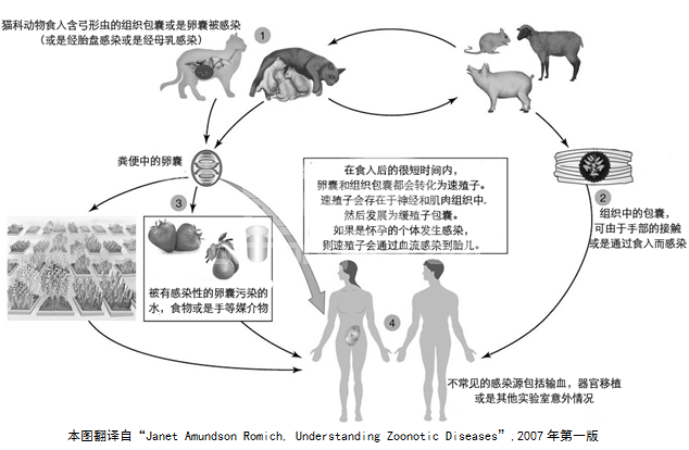 对弓形虫的恐惧真的是正确的吗？