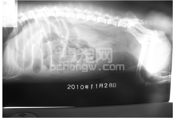 犬腹部闭合性损伤的诊断思路