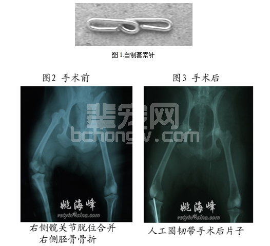 人工股骨头韧带技术治愈犬外伤性髋关节脱位20例
