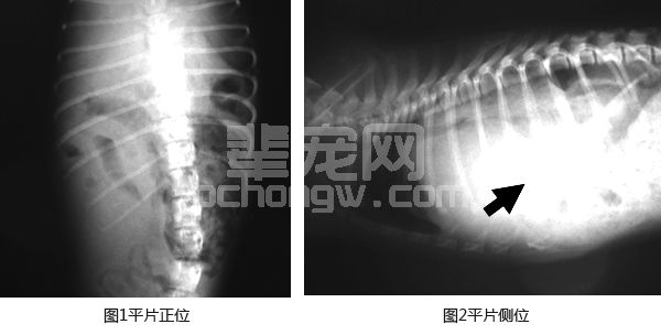 幼犬膈疝的诊疗