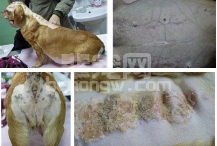 一例犬肾上腺皮质机能亢进病例分析