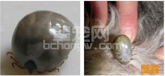 犬寄生虫病—犬由蜱虫叮咬后感染焦虫病诊疗报告