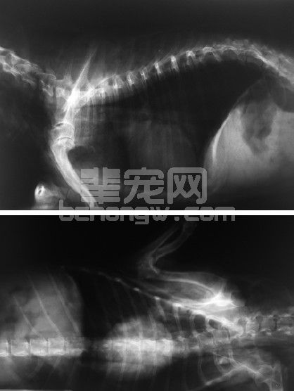 一例犬吸入麻醉手术后继发纵膈积气皮下气肿的病例报告