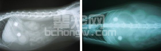 一例内窥镜治疗猫胃肠球形异物的体会
