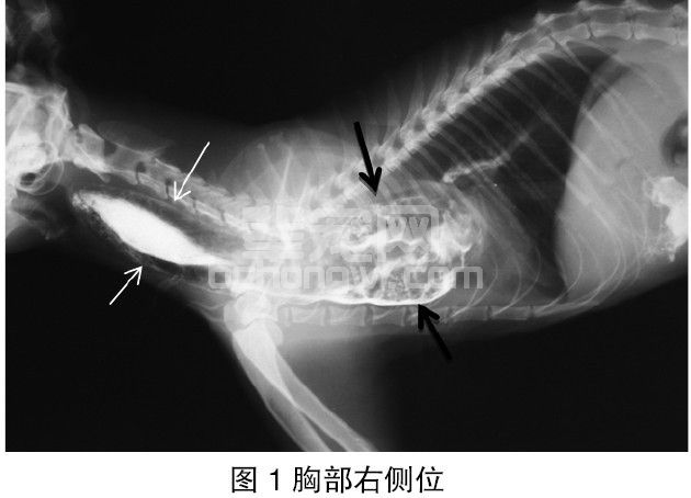 猫持久性右主动脉弓病例误诊分析