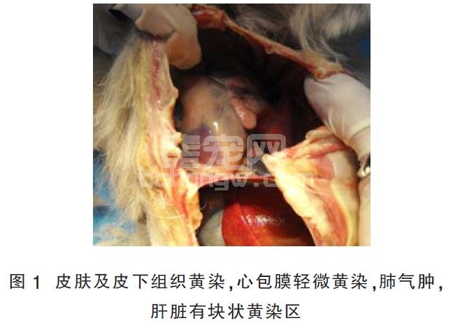 犬附红细胞体病例分析