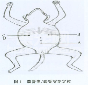 犬腹腔镜肝部分切除术