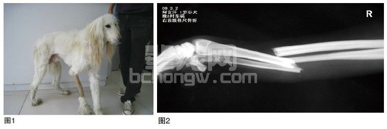 桡尺骨骨折愈合过程的观察与探讨