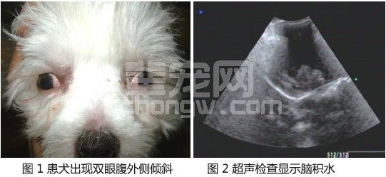 一例犬先天性脑积水的脑室腹腔分流术治疗