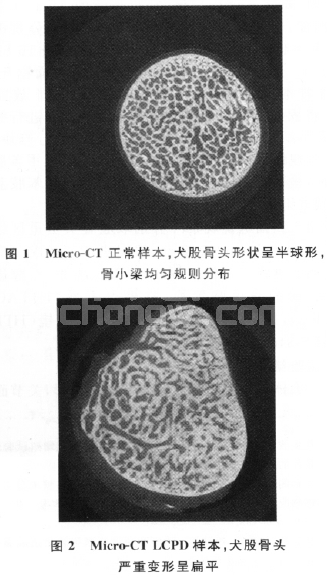 犬累-卡- 佩斯病的组织形态学观察