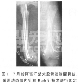 犬股骨远端骺骨折内固定51例