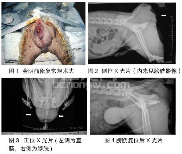 一次性修复犬双侧复杂会阴疝