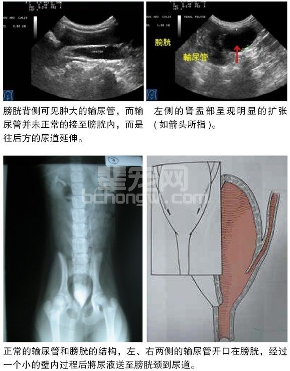 犬输尿管异位的病例讨论