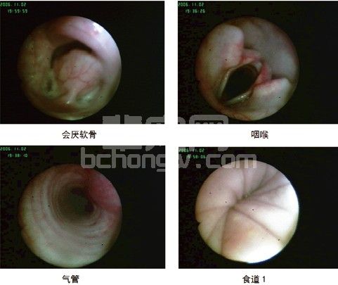 内窥镜在动物医学临床的应用浅谈