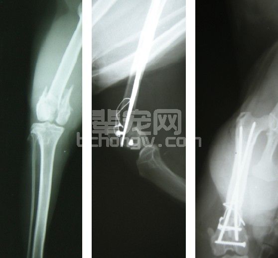 猫股骨远端骨折的内固定治疗体会