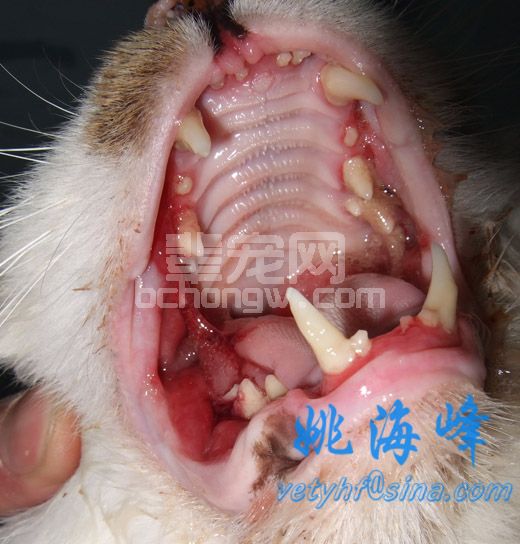 猫口腔溃疡性疾病最新及最佳治疗法