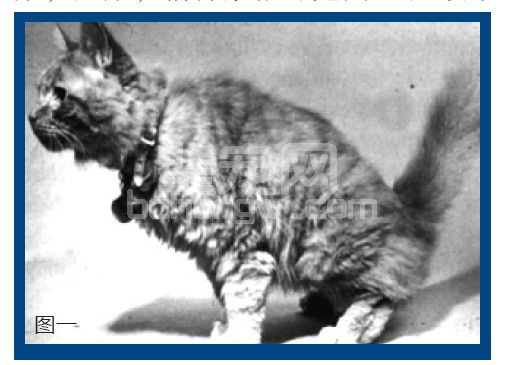 RSS，犬猫泌尿道疾病的最新营养解决方案