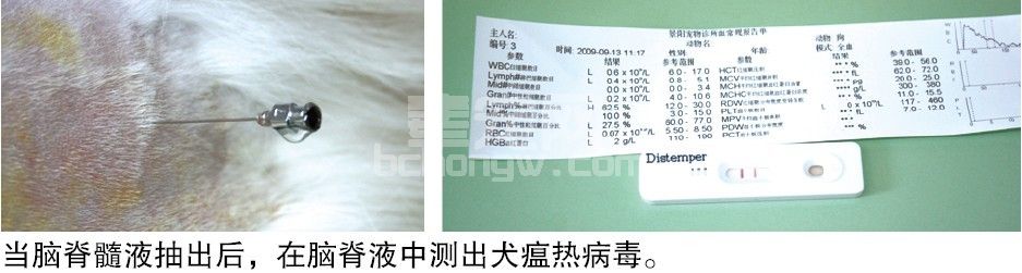 犬瘟热后期病毒性脑炎鞘内注射治疗初探