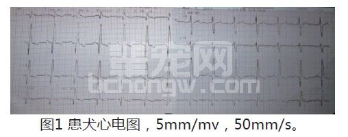 犬猫心血管疾病介绍及实例分析——犬扩张型心肌病