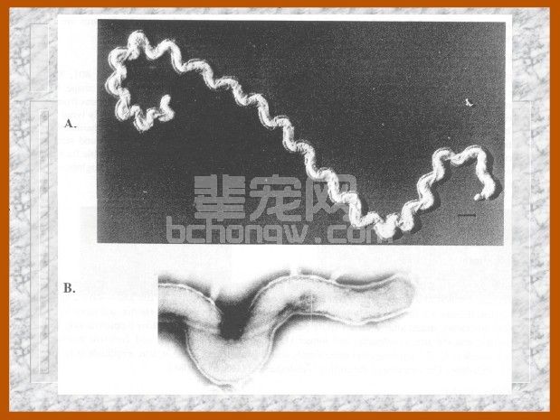 钩端螺旋体病的危害和预防