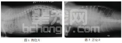 创伤性膈疝的诊治