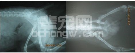一例犬骨盆骨折内固定术